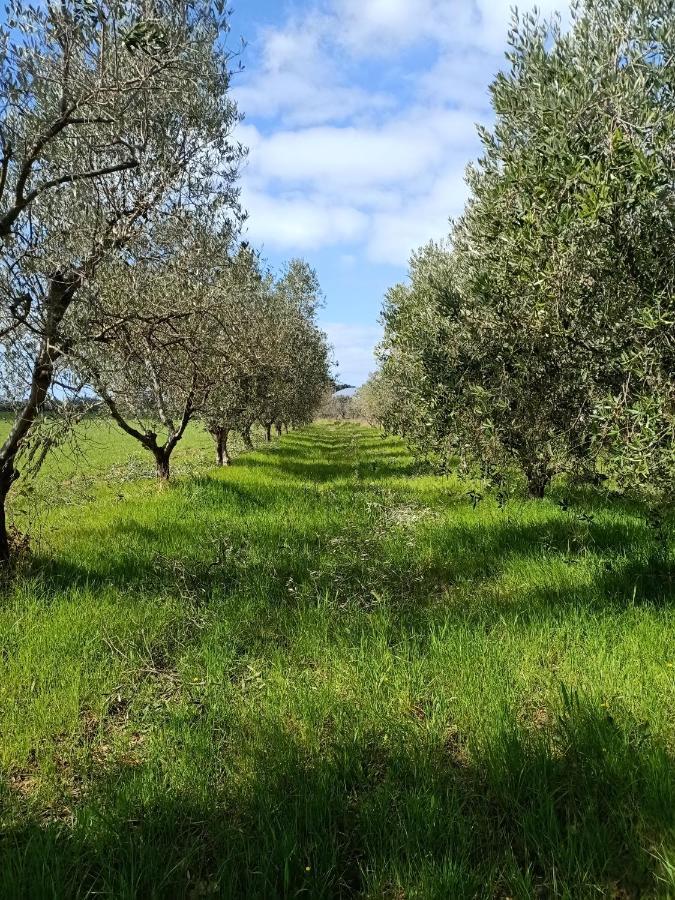 Agriturismo Il Cipresso Villa Vada Exterior foto